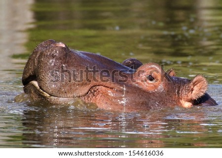 Hippopotamus head sticking out of water, Kruger National Park, South Africa