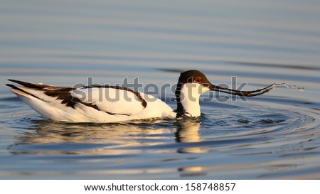 Pied avocet on water with ripples, Marievale, South Africa