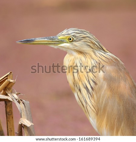Squacco heron head portrait in square crop, Marievale, South Africa