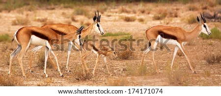 Family of springbuck walking in the desert, Kalahari, South Africa