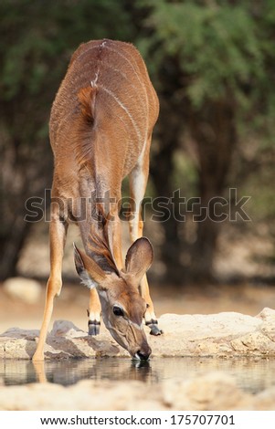 Young kudu bending to drink water, Kalahari, South Africa