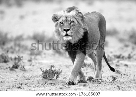 Black-maned male lion walking in desert, Kalahari, South Africa