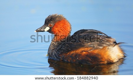 Little grebe floating on calm water, South Africa