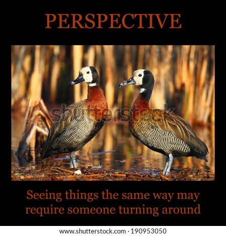 Motivational poster: PERSPECTIVE - two ducks facing the same way