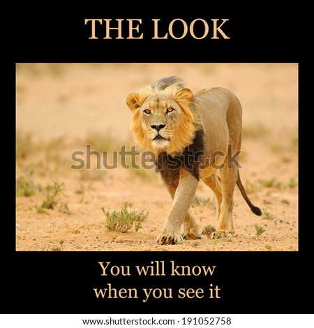Motivational poster: THE LOOK - male lion staring