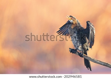 Bird sunning in early morning with pastel background, South Africa