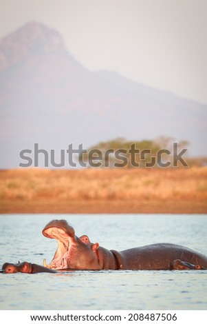 Hippo opening mouth with mountain in background, South Africa