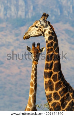 Pair of giraffe with blue mountain in background, South Africa