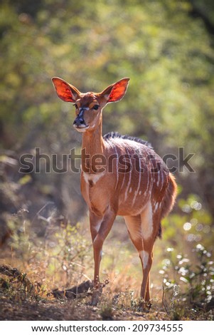 Female nyala coming out the bush with back light
