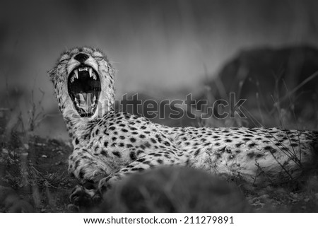 Portrait of a cheetah in black and white, South Africa