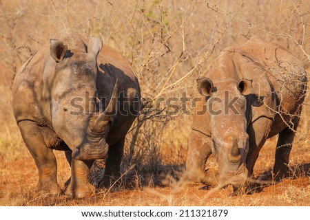 Mother and baby rhino with baby injured by poachers