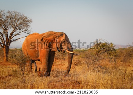 Elephant standing among trees and grass, South Africa