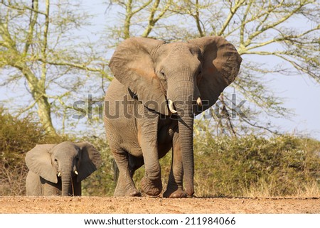 Herd of African elephants on the move with red sand and fever trees ...