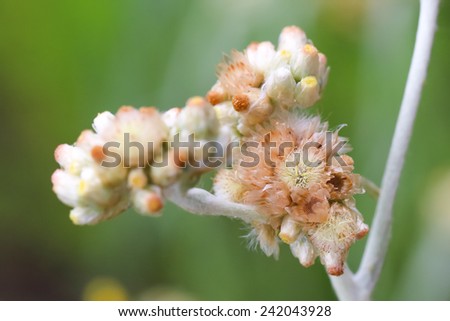 Fluffy white flowers with brownish old flowers on stem