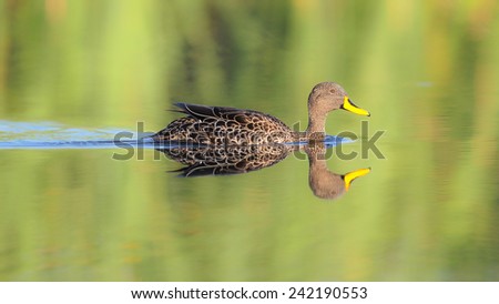 Duck swimming on quiet lake with reflection and ripples