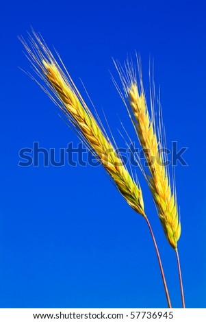 stems of the rye over the bright blue sky