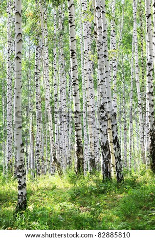 summer green birch forest, august