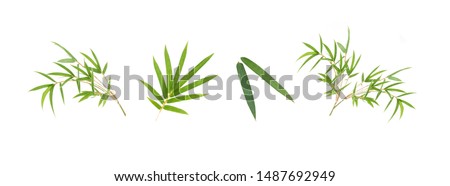Bamboo leaf isolated on white background, Bamboo leaf texture as background or wallpaper, Chinese bamboo leaf, Collection or set of green bamboo leaves