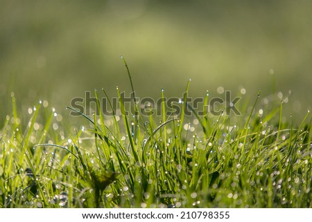 Macro of the grass with some water droplets