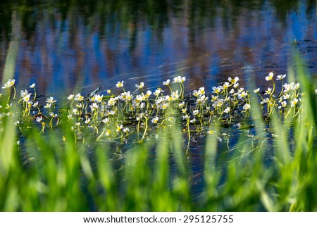 Small white delicate flowers of the underwater plant