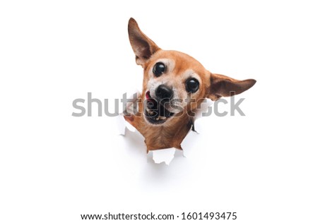 Similar – Image, Stock Photo Cute dogs looking through window
