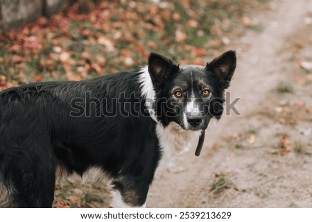 Similar – Image, Stock Photo Obedient mongrel dog muzzle on blurred park background