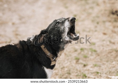 Similar – Image, Stock Photo Obedient mongrel dog muzzle on blurred park background