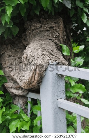 Similar – Image, Stock Photo Ingrown bark Wood