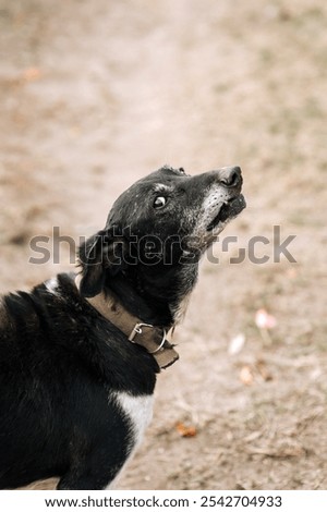 Image, Stock Photo Obedient mongrel dog muzzle on blurred park background