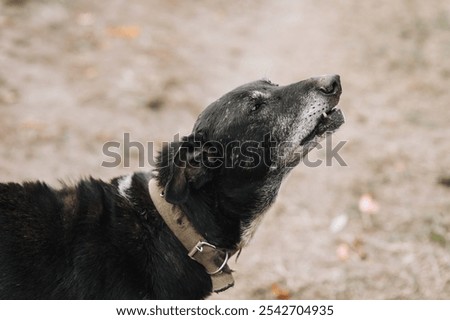 Similar – Image, Stock Photo Obedient mongrel dog muzzle on blurred park background