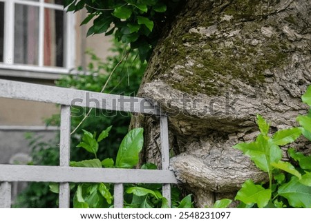 Similar – Image, Stock Photo Ingrown bark Wood