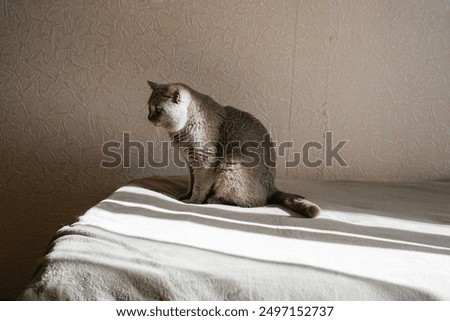 Image, Stock Photo loner Love of animals