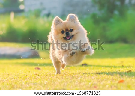 Similar – Image, Stock Photo Cute fluffy dog on medical table in veterinary clinic