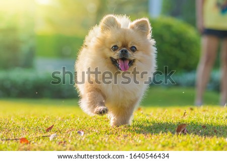 Similar – Image, Stock Photo Cute fluffy dog on medical table in veterinary clinic