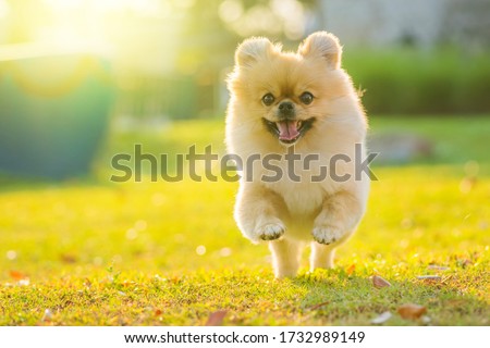 Similar – Image, Stock Photo Cute fluffy dog on medical table in veterinary clinic