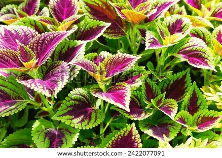 Image, Stock Photo Nettle as background