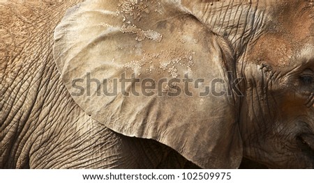 Closeup texture photo taken from an elephant ear and profile