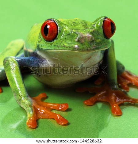 red eyed treefrog macro isolated exotic frog curious animal bright vivid colors Agalychnis calydrias beautiful eye colorful amphibian looking up closeup