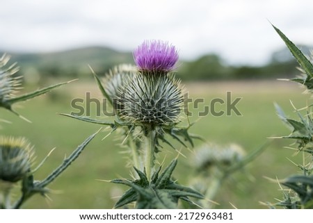 Carduus acanthoides, known as the spiny plumeless thistle, welted thistle, or plumeless thistle. Imagine de stoc © 