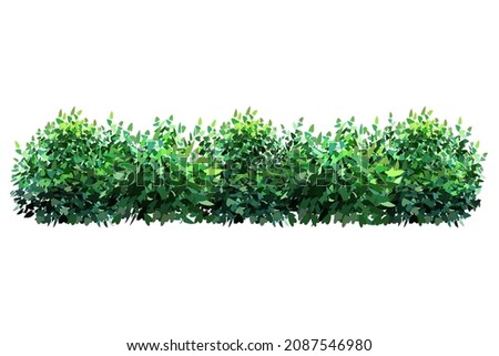 Ornamental green plant in the form of a hedge.Realistic garden shrub, seasonal bush, boxwood, tree crown bush foliage. Stockfoto © 