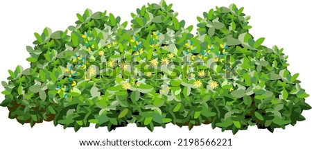 Set of ornamental green plant in the form of a hedge.Realistic garden shrub, seasonal bush, boxwood, tree crown bush foliage.For decorate of a park, a garden or a green fence.
 Photo stock © 