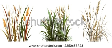 Set of a green  reed or bulrush on a white background.Isolated vector drawing.