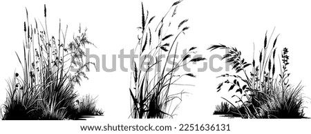 Image of a silhouette  reed  or bulrush on a white background.Monochrome image of a plant on the shore near a pond.
Isolated vector drawing.