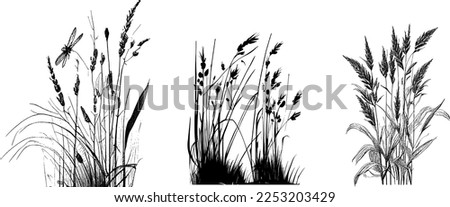 Image of a silhouette  reed  or bulrush on a white background.Monochrome image of a plant on the shore near a pond.
Isolated vector drawing.