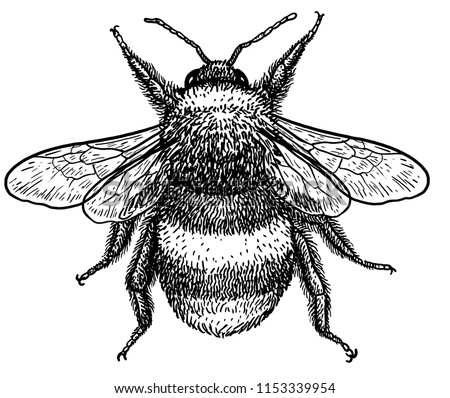 Bumble Bee Drawing | Free download on ClipArtMag