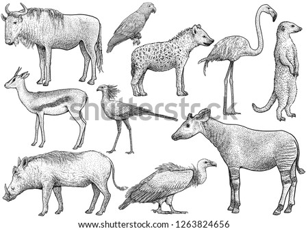 African animal collection, illustration, drawing, engraving, ink, line art, vector