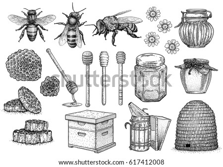 bee, honey, hive, beekeeping illustration, drawing, engraving, line art, vector