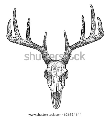 Drawings Of Deer Skulls | Free download on ClipArtMag