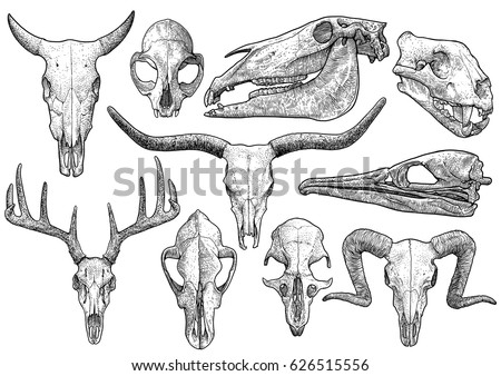 Similar – Image, Stock Photo Ram skull with bird nest