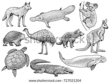 Australian animal collection illustration, drawing, engraving, ink, line art, vector